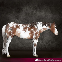 Horse Color:White Spotted Liver Chestnut 
