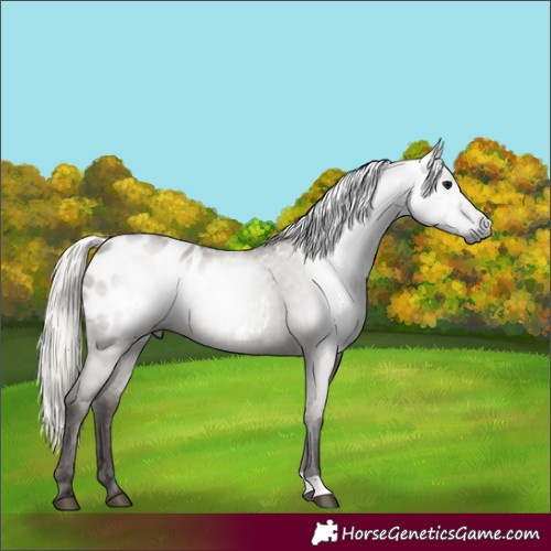 Horse Color:Gray Silver Grullo Appaloosa 