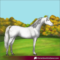 Horse Color:Gray Silver Grullo Blanket 