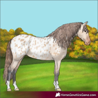Horse Color:Bay Dun Appaloosa Rabicano