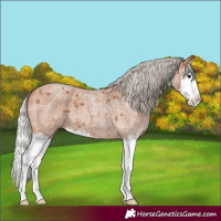 Horse Color:Silver Bay Roan Splash 