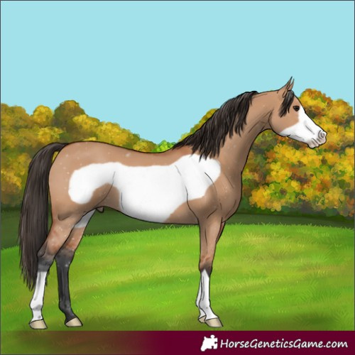 Horse Color:Bay Dun Frame 