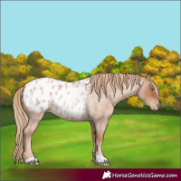 Horse Color:Gold Champagne Roan Appaloosa 