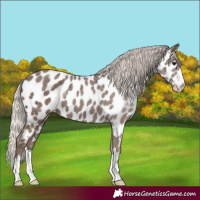 Horse Color:Silver Black Appaloosa