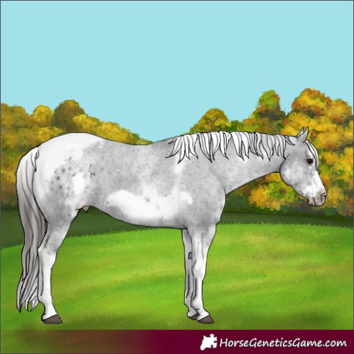 Horse Color:White Spotted Black Splash Tobiano Frame Appaloosa 