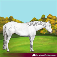 Horse Color:White Spotted Black Splash Tobiano Frame Appaloosa 