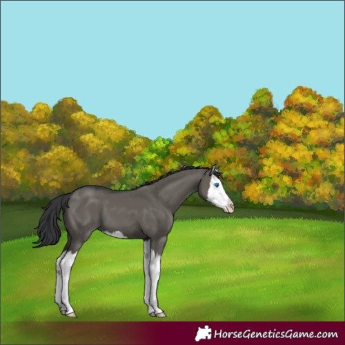 Horse Color:Grullo Splash