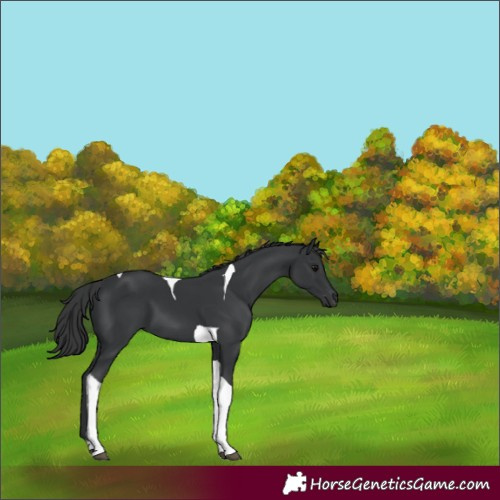 Horse Color:Black Tobiano 