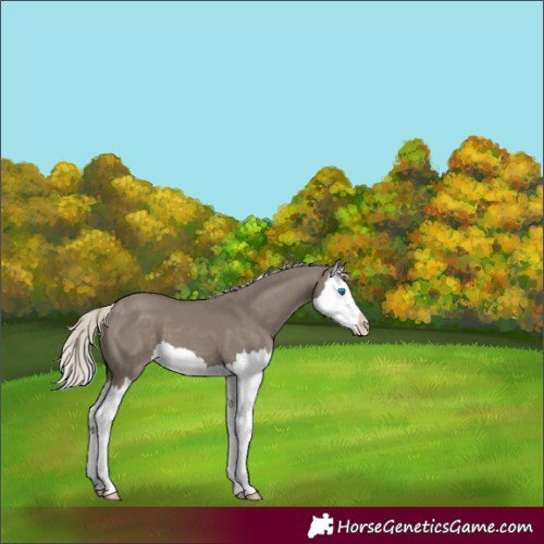Horse Color:Silver Grullo Splash