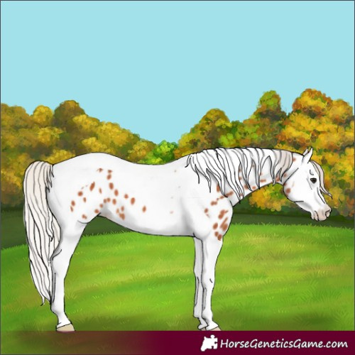 Horse Color:Silver Bay Splash Tobiano Near Leopard