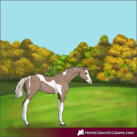 Horse Color:Silver Grullo Splash Tobiano 