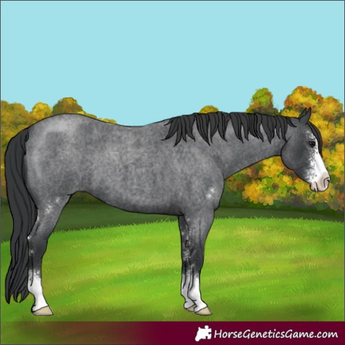 Horse Color:Blue Roan Sabino