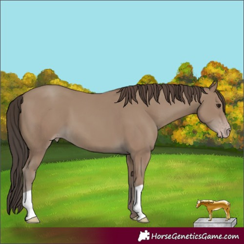 Horse Color:Unknown 