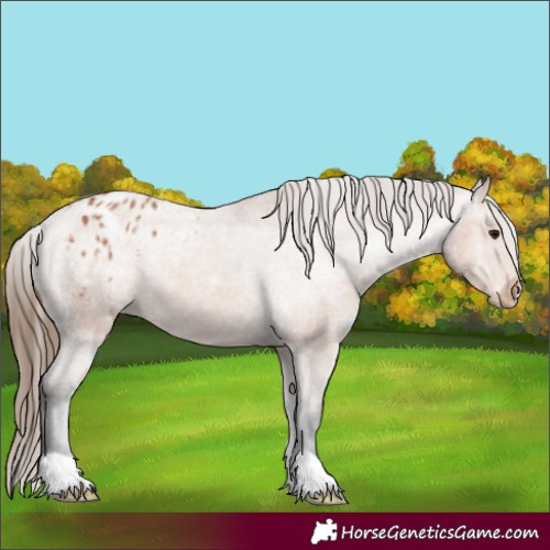 Horse Color:Bay Appaloosa 