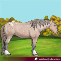 Horse Color:Bay Appaloosa 