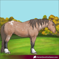 Horse Color:Bay Varnish