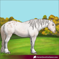 Horse Color:Bay Appaloosa