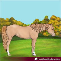 Horse Color:Gold Champagne 