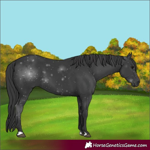 Horse Color:Black 