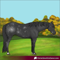 Horse Color:Black 
