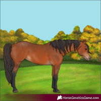 Horse Color:Bay 
