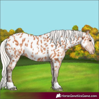 Horse Color:Silver Bay Appaloosa 