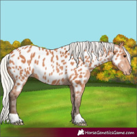 Horse Color:Silver Bay Appaloosa 