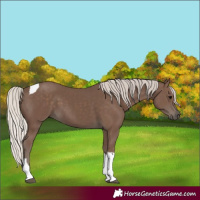 Horse Color:Silver Black Tobiano 