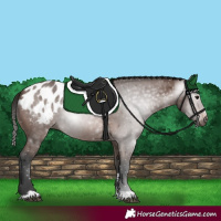 Horse Color:Gray Bay Appaloosa