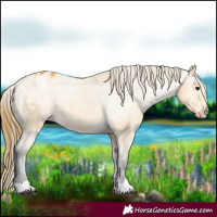 Horse Color:Buckskin Appaloosa 