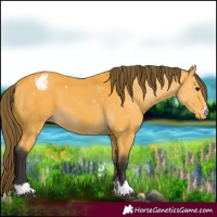 Horse Color:Buckskin Appaloosa 