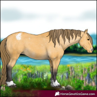 Horse Color:Buckskin Varnish 