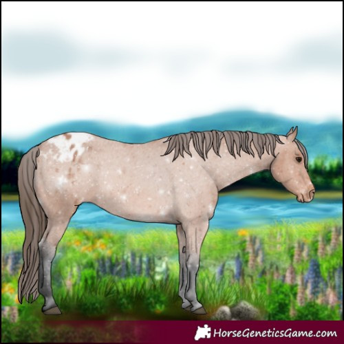 Horse Color:Bay Appaloosa