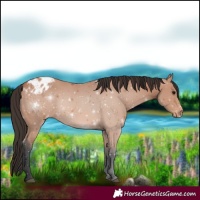 Horse Color:Bay Appaloosa