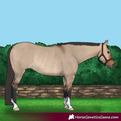 Horse Color:Bay Dun Rabicano 