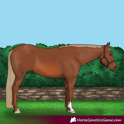 Horse Color:Chestnut 