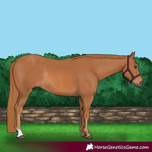 Horse Color:Chestnut Rabicano 