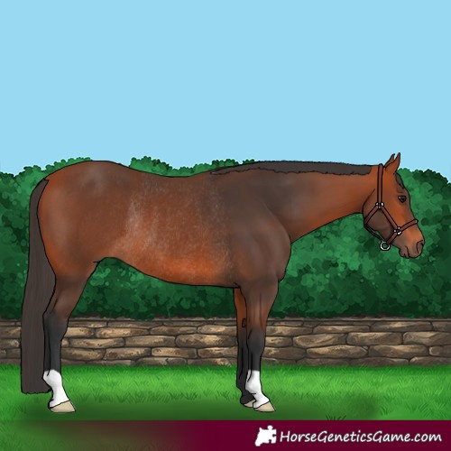 Horse Color:Bay Rabicano 