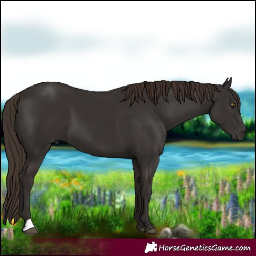 Horse Color:Liver Chestnut