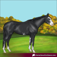 Horse Color:Black Sabino