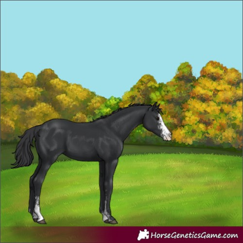 Horse Color:Black Sabino 