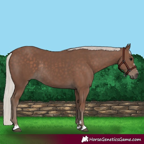 Horse Color:Silver Black Rabicano 
