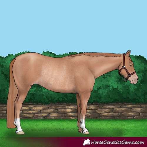 Horse Color:Gold Champagne Rabicano 