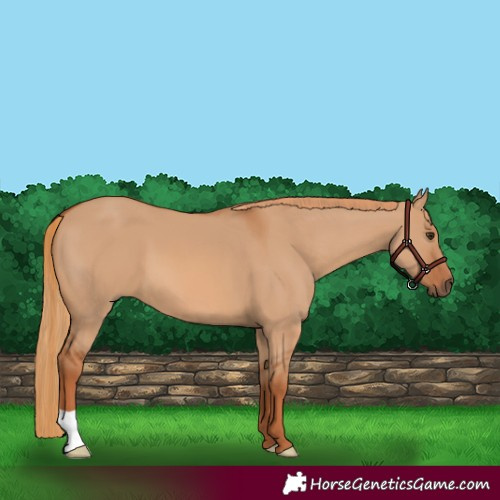 Horse Color:Red Dun 