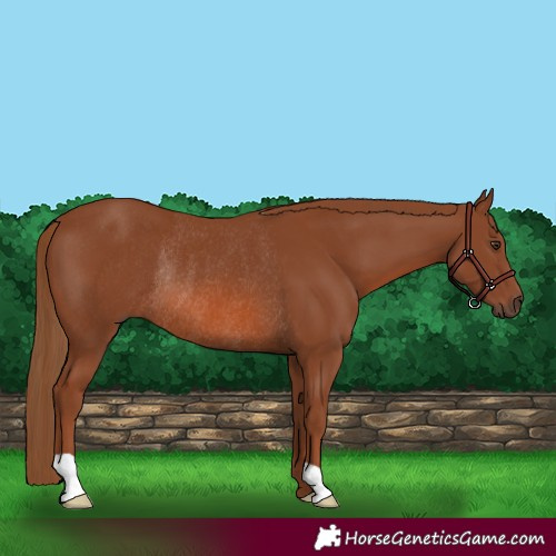 Horse Color:Chestnut Rabicano 