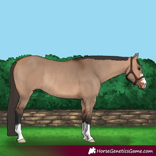 Horse Color:Bay Dun Rabicano 