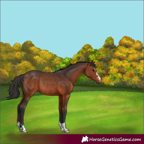Horse Color:Brown Rabicano 
