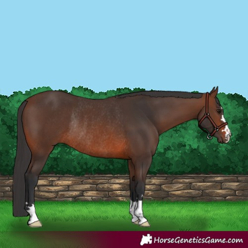 Horse Color:Brown Rabicano 