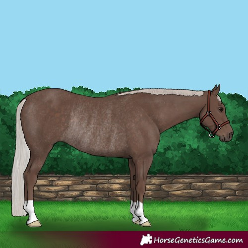 Horse Color:Silver Black Rabicano 