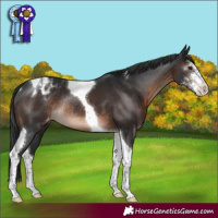 Horse Color:Brown Sabino Tobiano Appaloosa Rabicano 